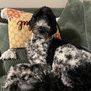 Meet your Posher, Janis